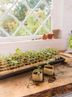 Paper Pots Starter Set 11 Paper Pots Starter Set -Garden Care Shop 8600273 0307 tif