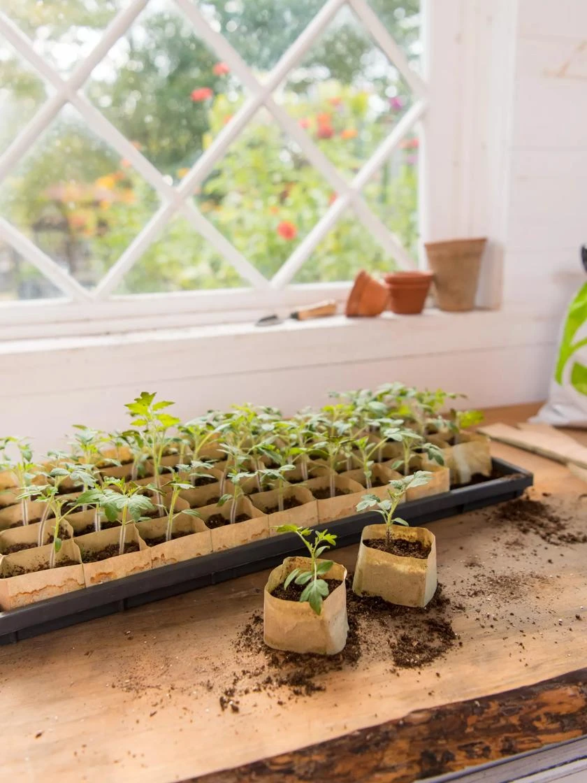 Paper Pots Starter Set 6 Paper Pots Starter Set - Image 6