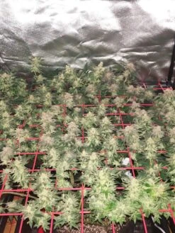 Hemp Grow Kit 16 Hemp Grow Kit -Garden Care Shop 8600301 01TEST tif