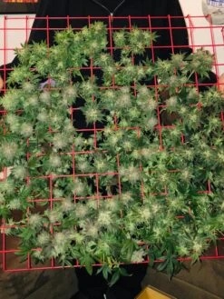 Hemp Grow Kit 15 Hemp Grow Kit -Garden Care Shop 8600301 02TEST tif 1