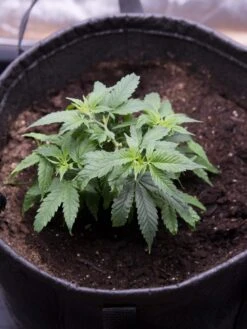 Hemp Success Kit 12 Hemp Success Kit -Garden Care Shop 8600301 0584 tif