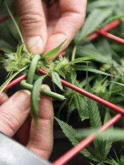 Hemp Success Kit 10 Hemp Success Kit -Garden Care Shop 8600301 2002 tif