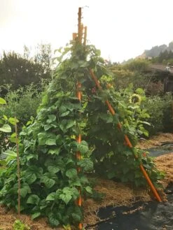 Annabel Tipi Trellis 10 Annabel Tipi Trellis -Garden Care Shop 8600521 02V tif