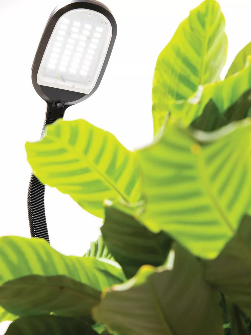Agrobrite Floor LED Plant Lamp 2 Agrobrite Floor LED Plant Lamp - Image 2