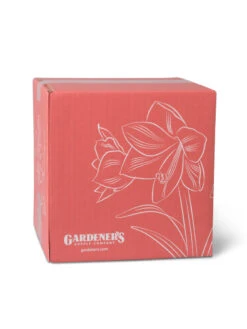 Amaryllis Planting Kit -Garden Care Shop 8608878 755