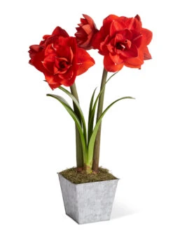 Amaryllis Planting Kit -Garden Care Shop 8608878 diykit 2021 01