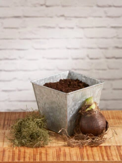 Amaryllis Planting Kit -Garden Care Shop 8608878 diykit 2021 02