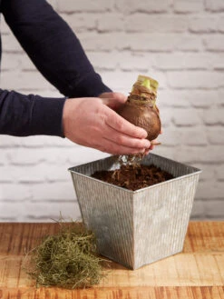 Amaryllis Planting Kit -Garden Care Shop 8608878 diykit 2021 03