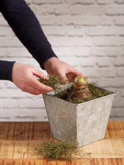 Amaryllis Planting Kit -Garden Care Shop 8608878 diykit 2021 04