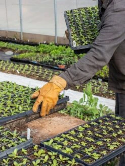 The Vermonter By Vermont Glove -Garden Care Shop 8608918 08v