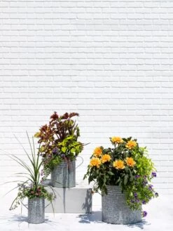 Metal Bucket Planters 9 Metal Bucket Planters -Garden Care Shop 8609085 0852 tif