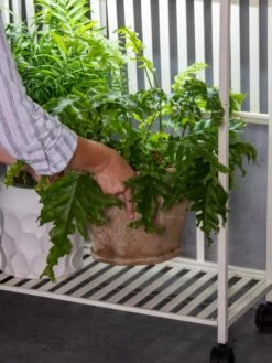 Oslo 2-Tier LED Grow Light Garden, 2 Fixtures 21 Oslo 2-Tier LED Grow Light Garden, 2 Fixtures -Garden Care Shop 8609220 4122 tif