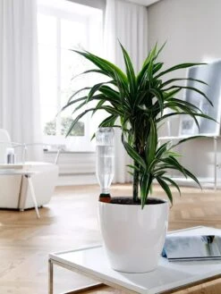 Hydro Wine Container Watering System, Set Of 4 -Garden Care Shop 8609224 02V tif