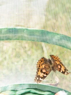 Butterfly Garden® Kit With Voucher -Garden Care Shop 8609265 6288 tif