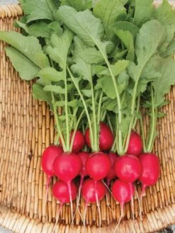 Family Garden Organic Seed Collection, Set Of 7 12 Family Garden Organic Seed Collection, Set Of 7 -Garden Care Shop 8610262 Cherry Belle Radish 06V tif