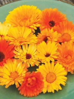 Family Garden Organic Seed Collection, Set Of 7 11 Family Garden Organic Seed Collection, Set Of 7 -Garden Care Shop 8610262 Pacific Beauty Calendula 07V tif