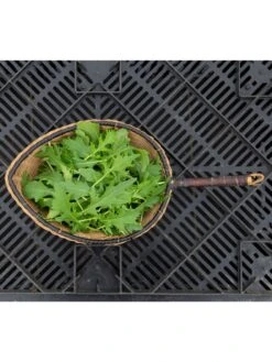 Silk Road Garden Organic Seed Collection, Set Of 6 -Garden Care Shop 8610264 mizuna babyleaf 01v