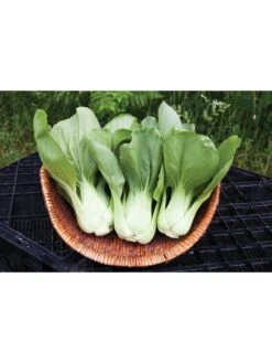 Silk Road Garden Organic Seed Collection, Set Of 6 -Garden Care Shop 8610264 shanghai green pac choy 05v