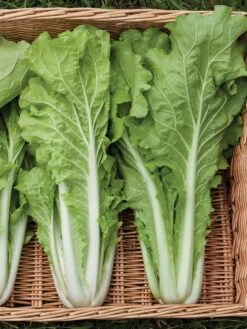 Silk Road Garden Organic Seed Collection, Set Of 6 -Garden Care Shop 8610264 tokyo bekana 02v