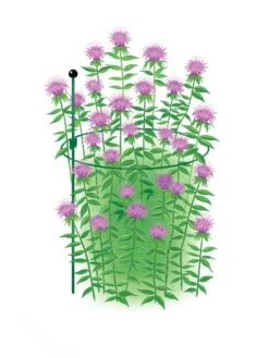 New Arrival -Garden Care Shop 8610383 Peacock15x30 tif