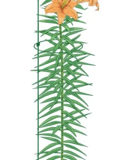 New Arrival -Garden Care Shop 8610388 Peacock8x36 tif