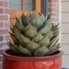 Desert Steel Artichoke Agave Sculpture
