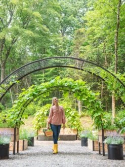 2’ X 8’ Arch Trellis For Planter Boxes -Garden Care Shop 8610798 071 tif