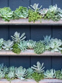 3-Tier Vertical Wall Planter, 3' 9 3-Tier Vertical Wall Planter, 3' -Garden Care Shop 8611013 055 tif