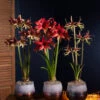 Cybister Potted Amaryllis