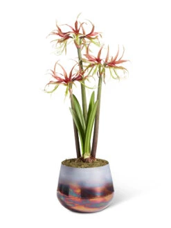 Cybister Potted Amaryllis -Garden Care Shop 8611120 chico 2021 09
