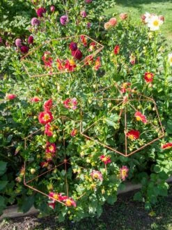 Parasol Plant Supports, Set Of 3 -Garden Care Shop 8611129 050 tif