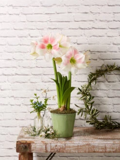 Star Potted Amaryllis 10 Star Potted Amaryllis -Garden Care Shop 8611499 2022 rosystar rosy star potted amaryllis