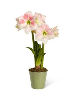 Star Potted Amaryllis 13 Star Potted Amaryllis -Garden Care Shop 8611499 2022 rosystar silo rosy star potted amaryllis