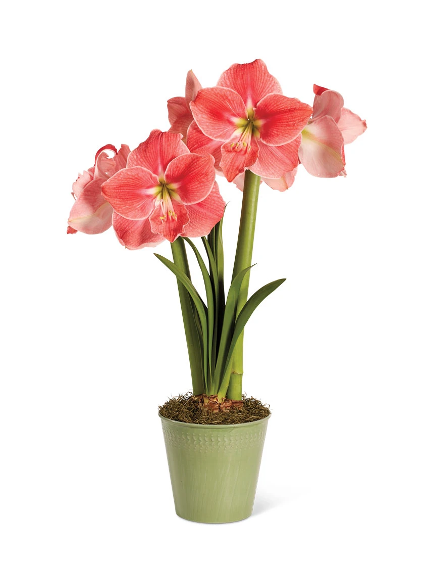 Star Potted Amaryllis 5 Star Potted Amaryllis - Image 5