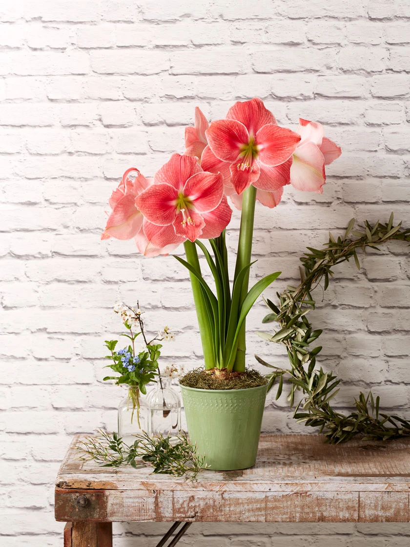 Star Potted Amaryllis 4 Star Potted Amaryllis - Image 4