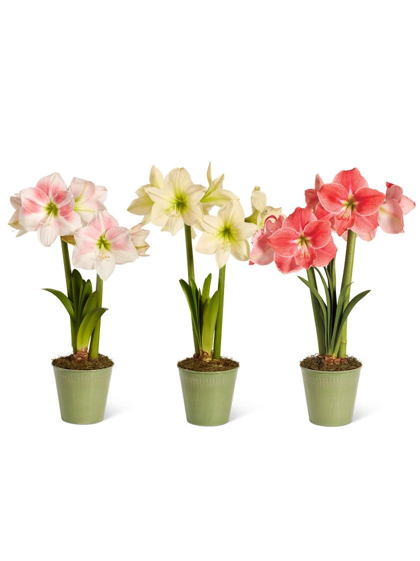 Star Potted Amaryllis 8 Star Potted Amaryllis - Image 8