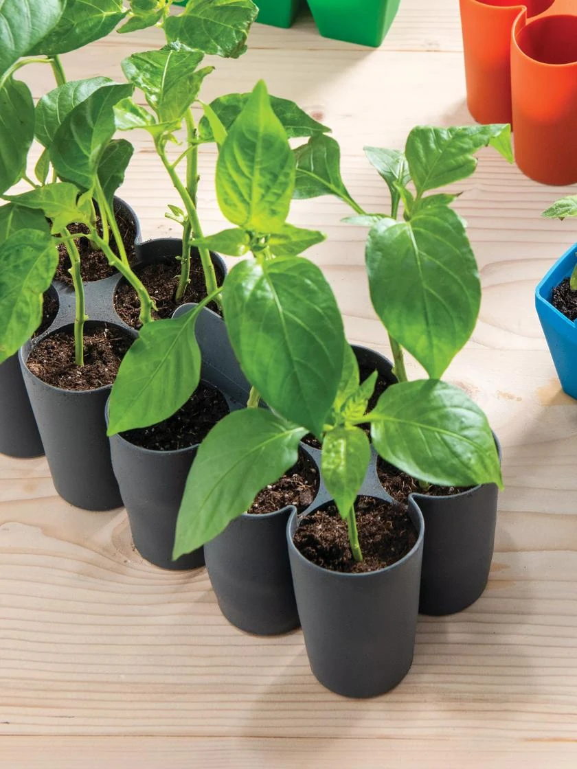 Sili-Seedlings® Seedling Tray, 10-Cell 1 Sili-Seedlings® Seedling Tray, 10-Cell