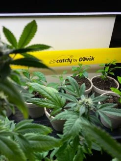 Catchy Natural Greenhouse Pest Protection Sticky Roll, 30’ -Garden Care Shop 8611979 8004