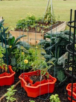 Deluxe Tomato Halos, Set Of 2 -Garden Care Shop 8612045 226 tif