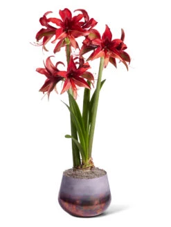 Cybister Potted Amaryllis -Garden Care Shop 8612501 bogota silo 2022