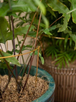 Brass Plated Grow Throughs, Set Of 2 9 Brass Plated Grow Throughs, Set Of 2 -Garden Care Shop 8612661 0043