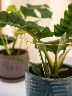 Brass Plated Grow Throughs, Set Of 2 8 Brass Plated Grow Throughs, Set Of 2 -Garden Care Shop 8612662 0047 brass plated grow throughs set of 2