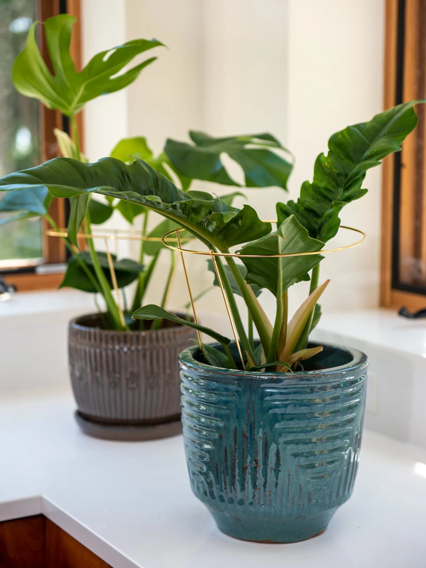 Brass Plated Grow Throughs, Set Of 2 2 Brass Plated Grow Throughs, Set Of 2 - Image 2