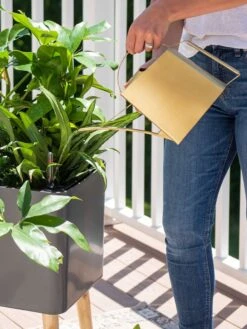 Precision Brass Watering Can -Garden Care Shop 8612691 0011