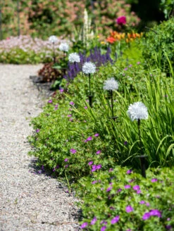 Dandelion Solar Stake -Garden Care Shop 8612713 4472