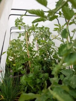 Cotton All Purpose Garden Cover 8 Cotton All Purpose Garden Cover -Garden Care Shop 8612815 0039 tif