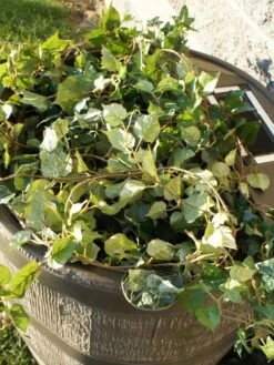 Round Rain Barrel With Planter, 35 Gallons -Garden Care Shop 8612856WALNT 03V tif