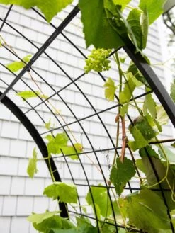 2’ X 4’ Arch Trellis For Planter Boxes 15 2’ X 4’ Arch Trellis For Planter Boxes -Garden Care Shop 8612976 0436