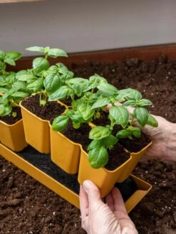 Gardener's Best® XL 6-Cell Planting Tray, Set Of 4 -Garden Care Shop 8613031 6300