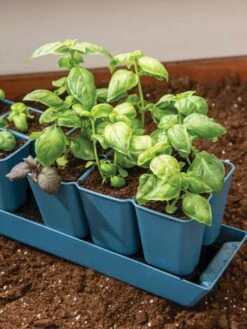 Gardener's Best® XL 6-Cell Planting Tray, Set Of 4 -Garden Care Shop 8613031 6302